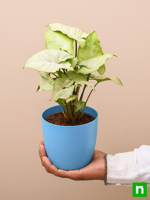 syngonium podophyllum silver pearl - plant