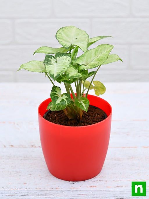 syngonium variegated - plant