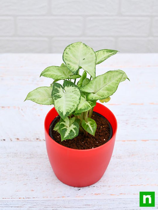 syngonium variegated - plant