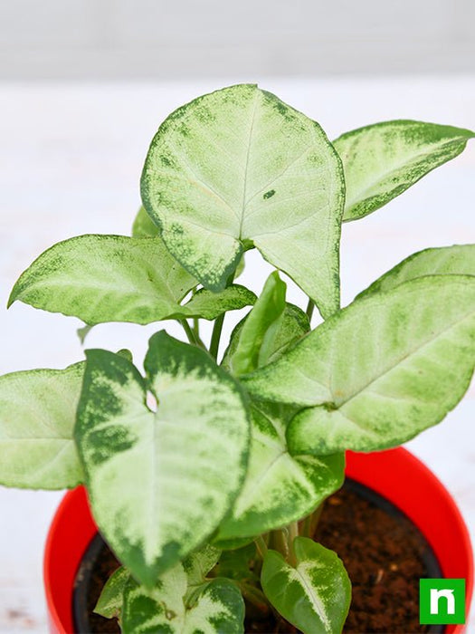 syngonium variegated - plant