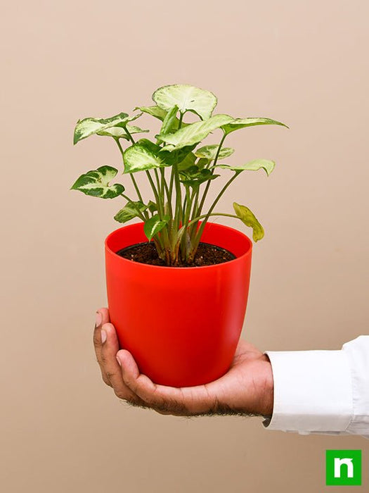 syngonium variegated - plant