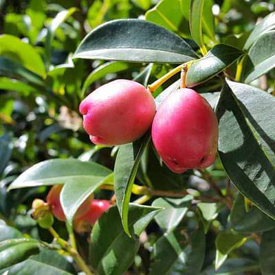 syzygium australe - plant