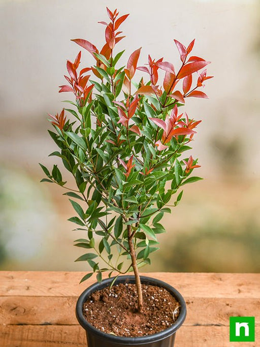 syzygium campanulatum - plant