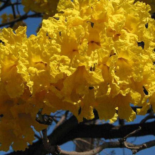 tabebuia argentea - plant