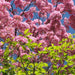 tabebuia avellanedae - plant