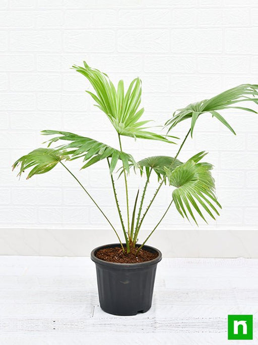 table palm - plant