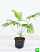 table palm - plant