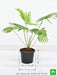 table palm - plant