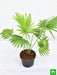 table palm - plant