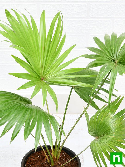 table palm - plant