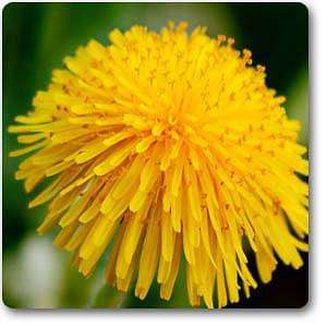 taraxacum officinale - plant