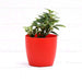 teardrop peperomia - plant