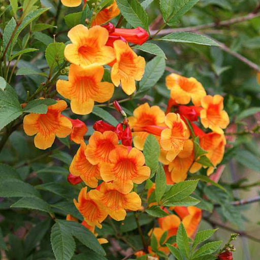 tecoma (shrub - plant