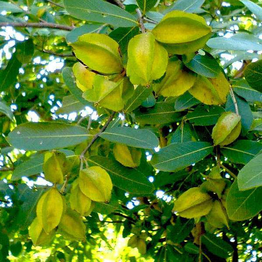 terminalia arjuna - plant