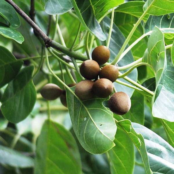 terminalia bellirica - plant