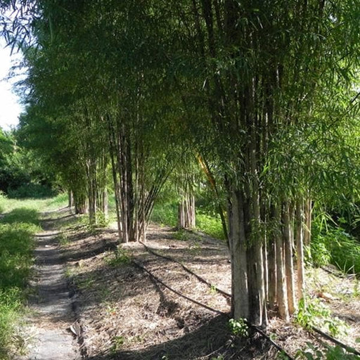 thai monastery bamboo - plant