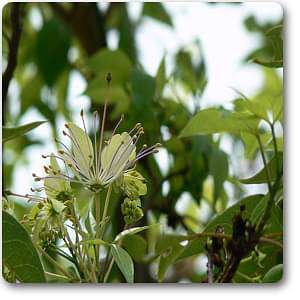 three leaved caper - plant