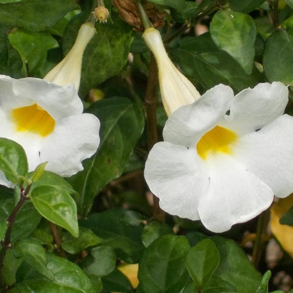 thunbergia erecta alba - plant