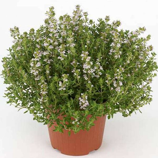 thyme - plant