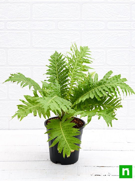 tree fern - plant