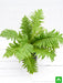 tree fern - plant