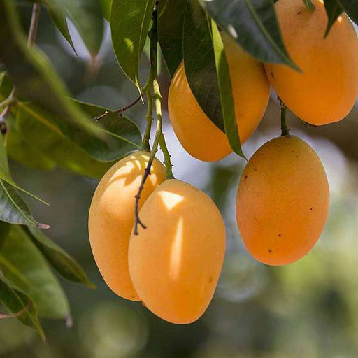 tree of chandigarh - plant