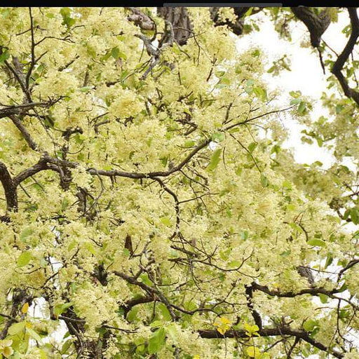 tree of chhattisgarh - plant