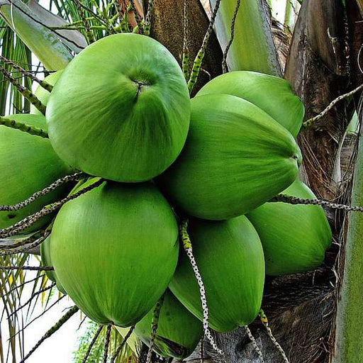 tree of kerala - plant