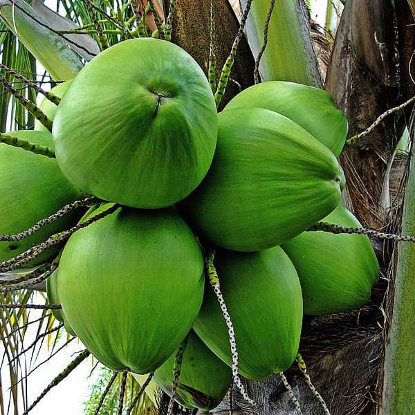 tree of kerala - plant