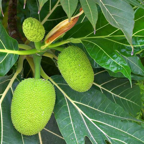 tree of lakshadweep - plant