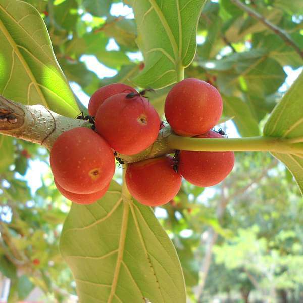 tree of madhya pradesh - plant