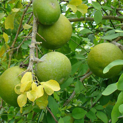 tree of puducherry - plant