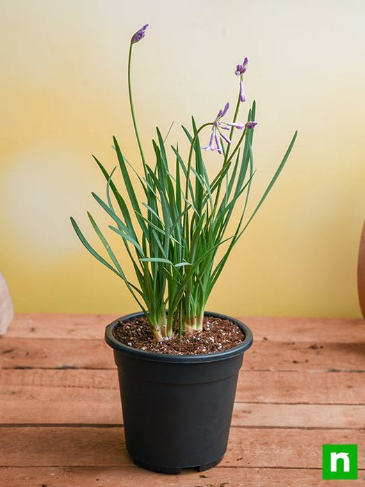 tulbaghia fragrans - plant