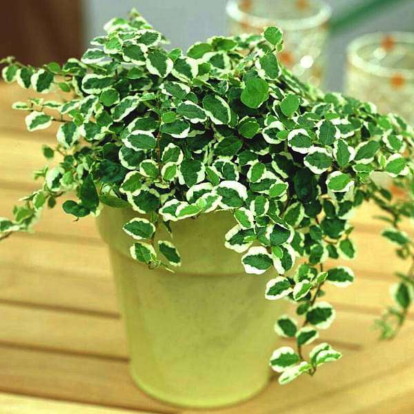 variegated creeping fig - plant