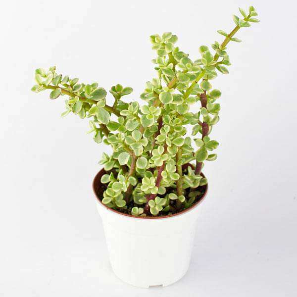 variegated elephant bush - plant