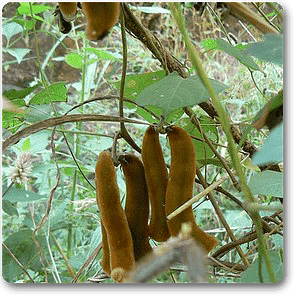 velvet bean - plant