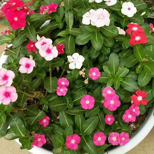 vinca - plant