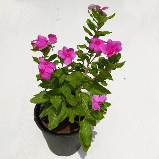 vinca - plant