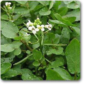 watercress - plant