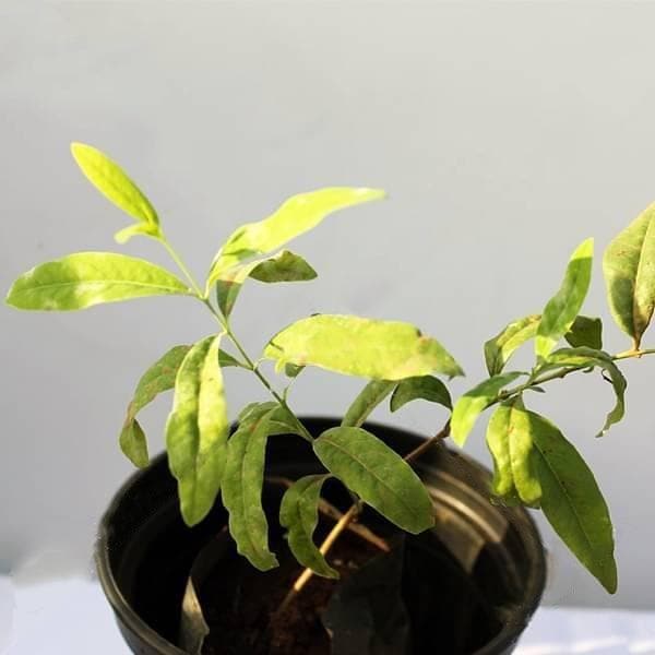 white sandalwood tree - plant