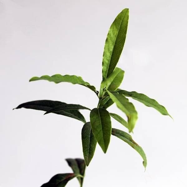 white sandalwood tree - plant