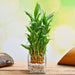 wish good fortune with 3 layer lucky bamboo in glass vase with pebbles - plant