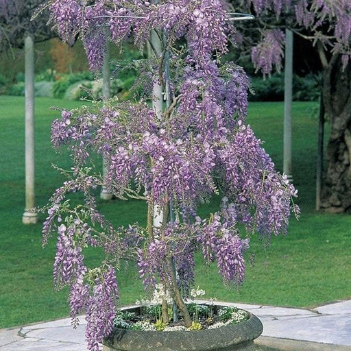 wisteria - plant