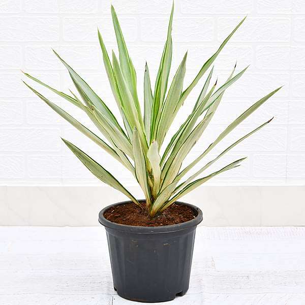 yucca - plant