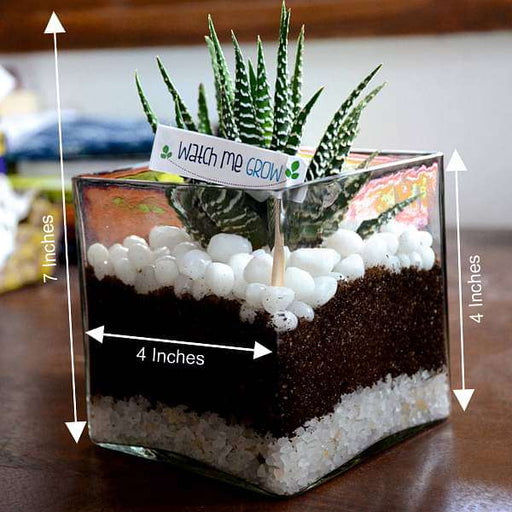 zebra cactus in square glass pot (4in ht) - plant