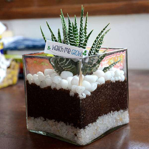 zebra cactus in square glass pot (4in ht) - plant