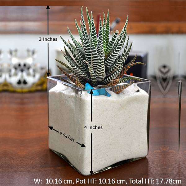 zebra cactus in white sand square glass pot (4in ht) - plant