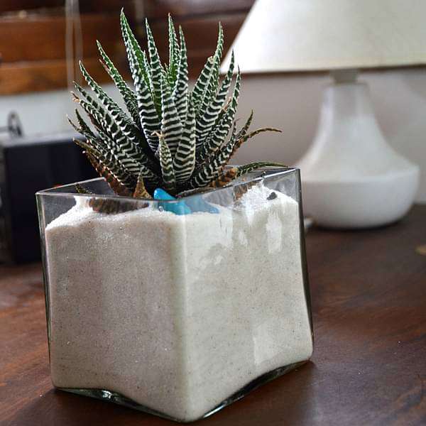 zebra cactus in white sand square glass pot (4in ht) - plant