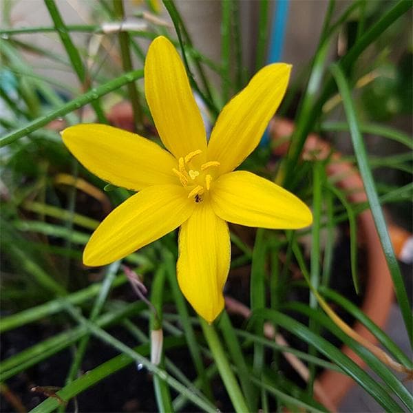 zephyranthes citrina (yellow) - plant