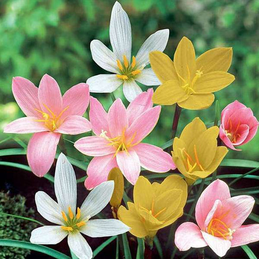 zephyranthes grandiflora - plant